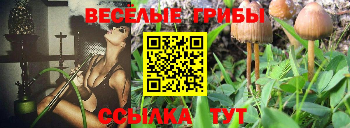 Псилоцибиновые грибы Psilocybine cubensis Находка